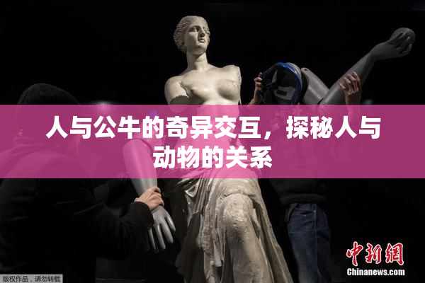 人与公牛的奇异交互，探秘人与动物的关系