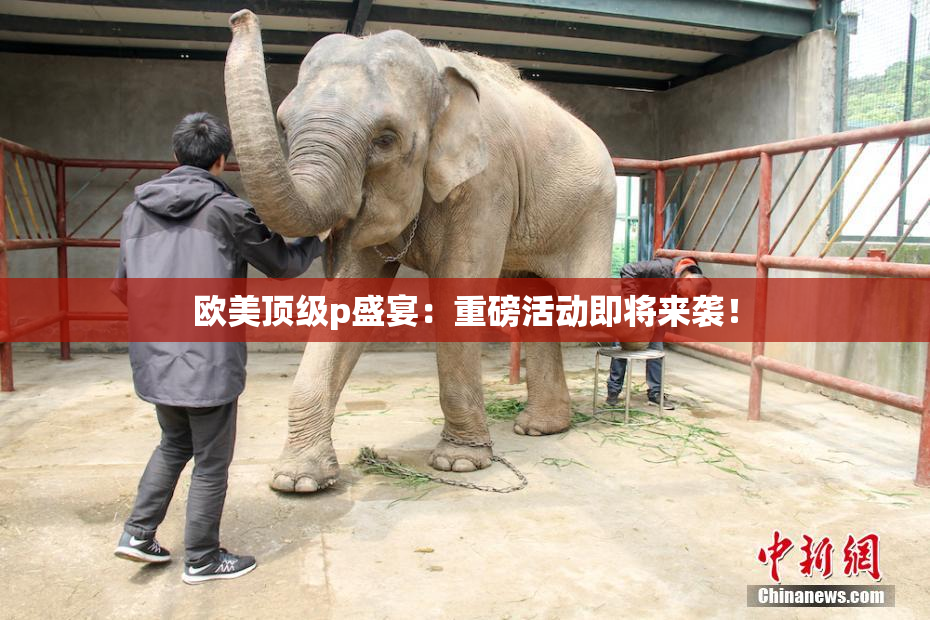 欧美顶级p盛宴：重磅活动即将来袭！