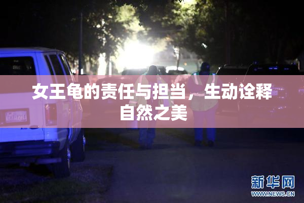 女王龟的责任与担当，生动诠释自然之美
