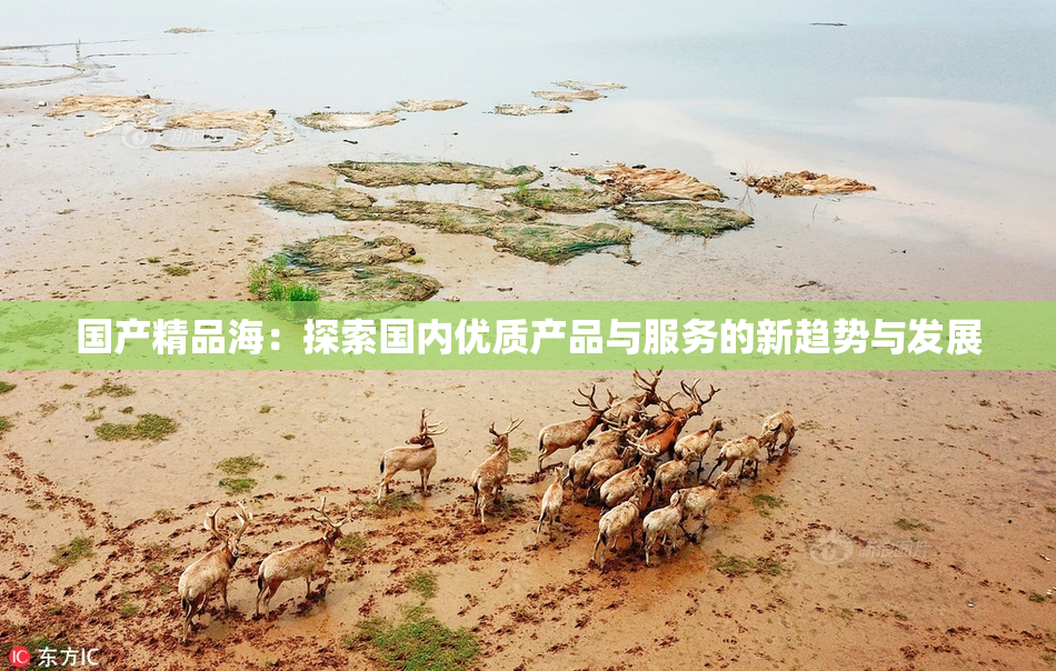 国产精品海：探索国内优质产品与服务的新趋势与发展