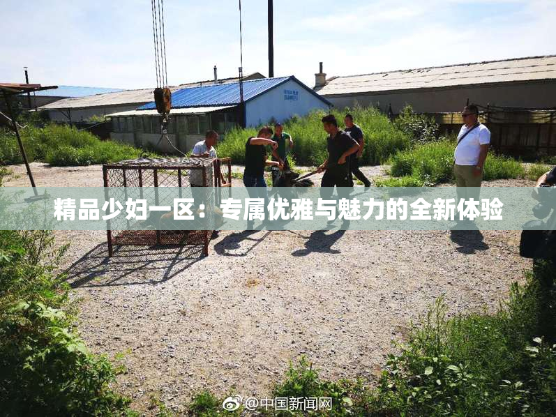 精品少妇一区：专属优雅与魅力的全新体验