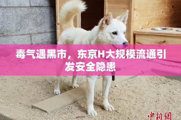 毒气遇黑市，东京H大规模流通引发安全隐患