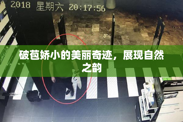 破苞娇小的美丽奇迹，展现自然之韵
