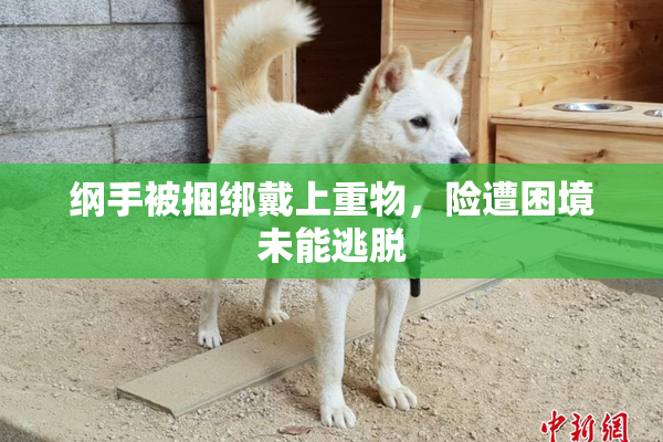 纲手被捆绑戴上重物，险遭困境未能逃脱