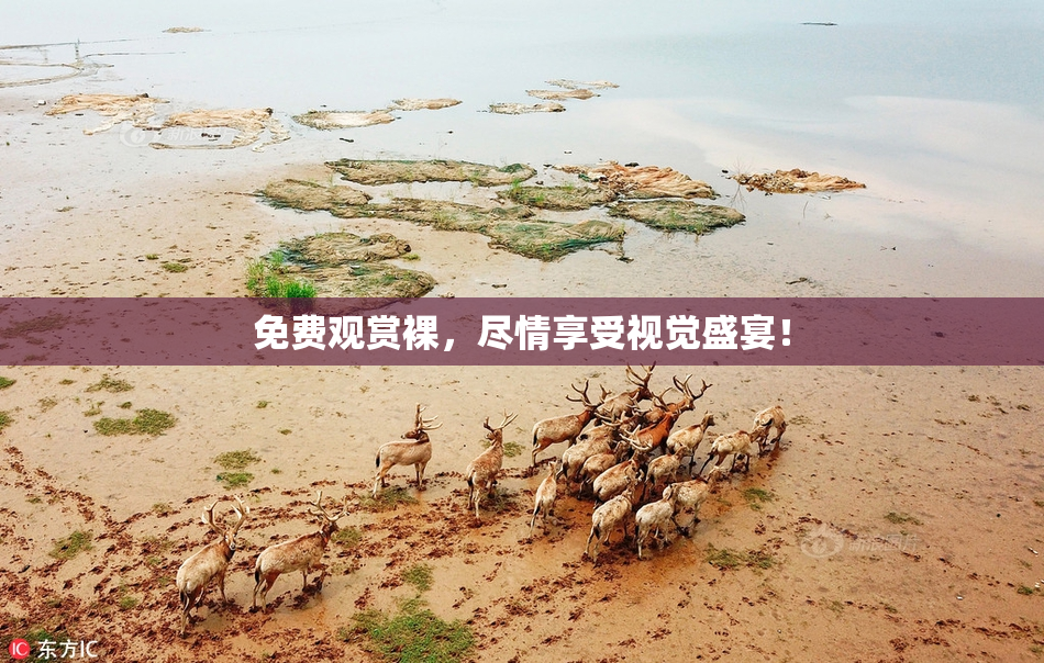 免费观赏裸，尽情享受视觉盛宴！