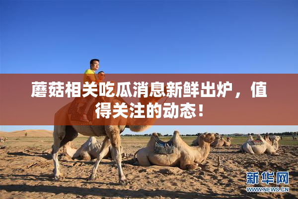 蘑菇相关吃瓜消息新鲜出炉，值得关注的动态！