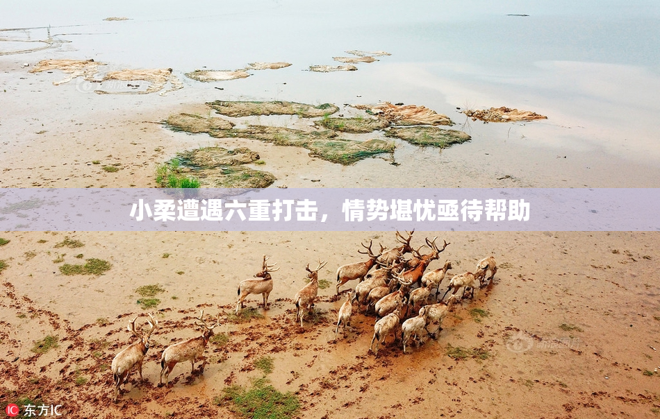 小柔遭遇六重打击，情势堪忧亟待帮助
