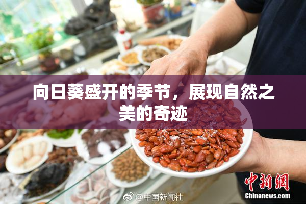 向日葵盛开的季节，展现自然之美的奇迹
