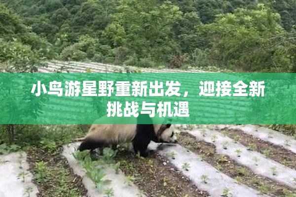 小鸟游星野重新出发，迎接全新挑战与机遇