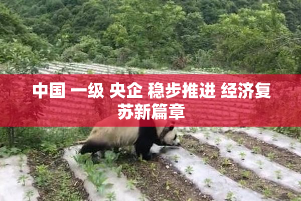 中国 一级 央企 稳步推进 经济复苏新篇章
