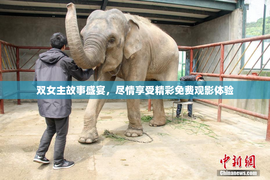 双女主故事盛宴，尽情享受精彩免费观影体验