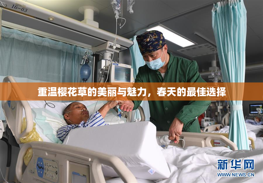 重温樱花草的美丽与魅力，春天的最佳选择