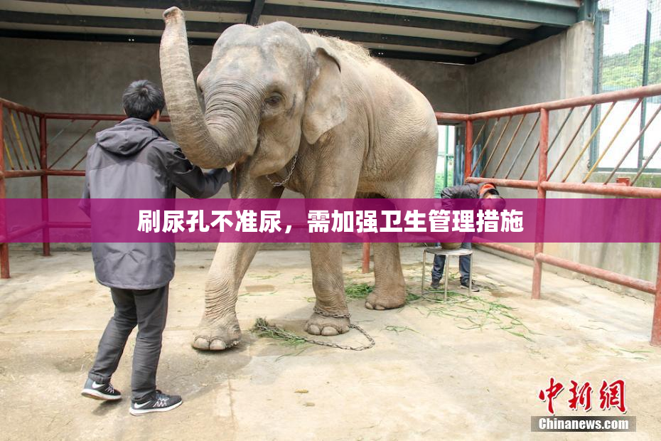 刷尿孔不准尿，需加强卫生管理措施