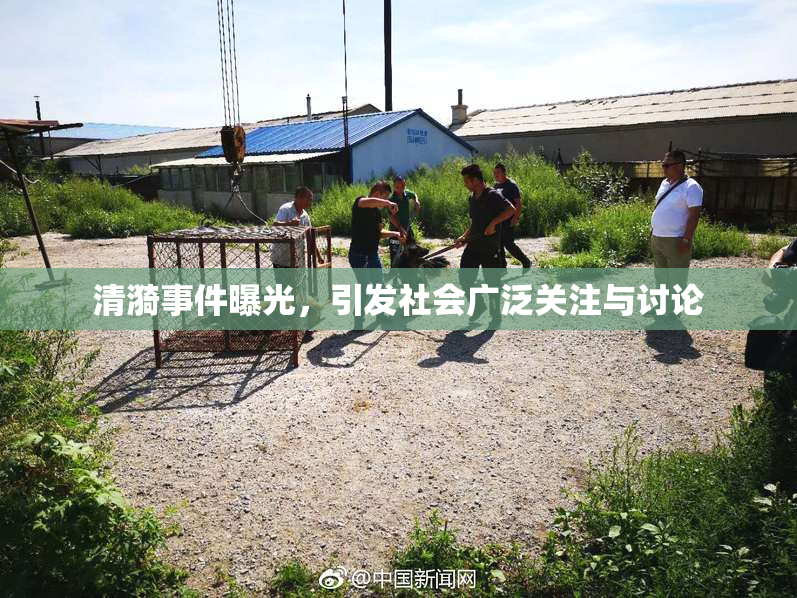 清漪事件曝光，引发社会广泛关注与讨论