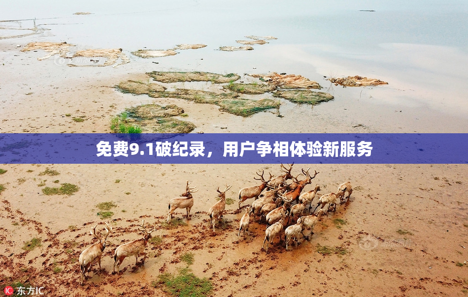 免费9.1破纪录，用户争相体验新服务