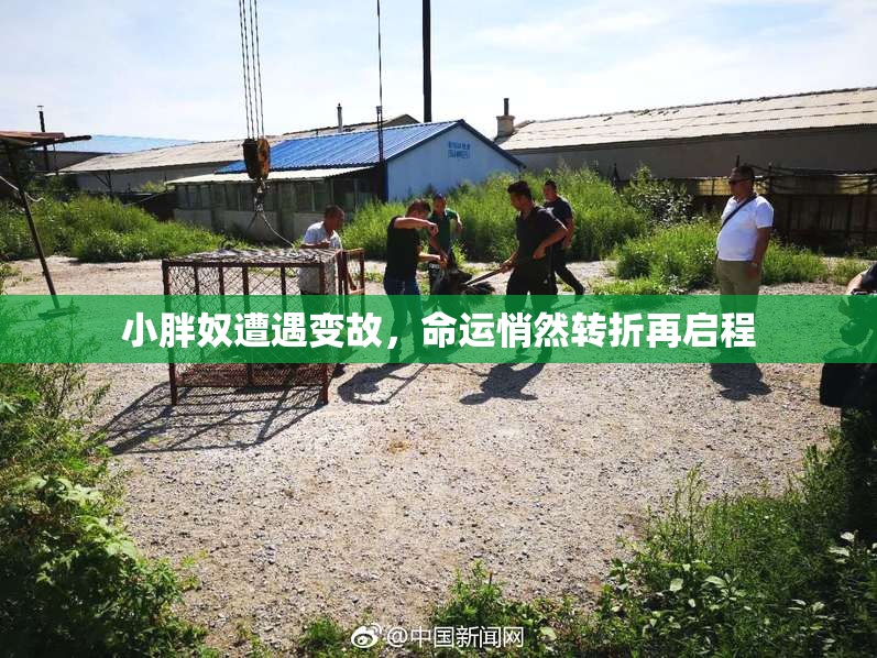 小胖奴遭遇变故，命运悄然转折再启程