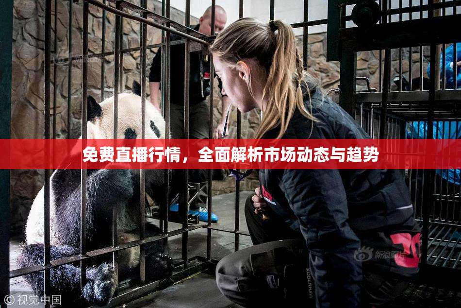 免费直播行情，全面解析市场动态与趋势
