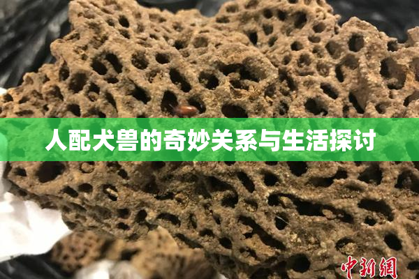 人配犬兽的奇妙关系与生活探讨