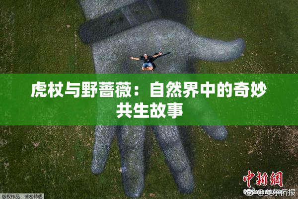 虎杖与野蔷薇：自然界中的奇妙共生故事