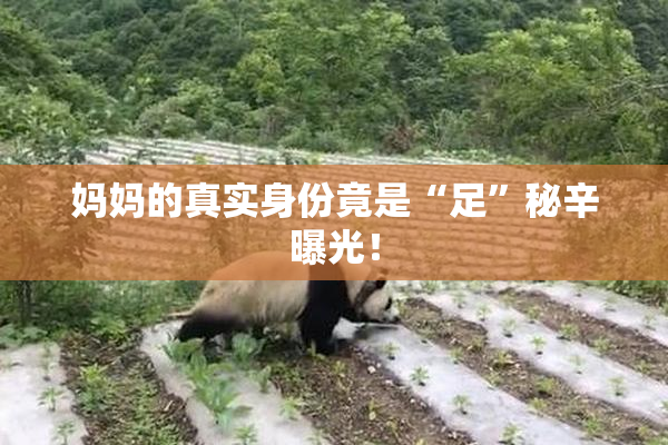 妈妈的真实身份竟是“足”秘辛曝光！