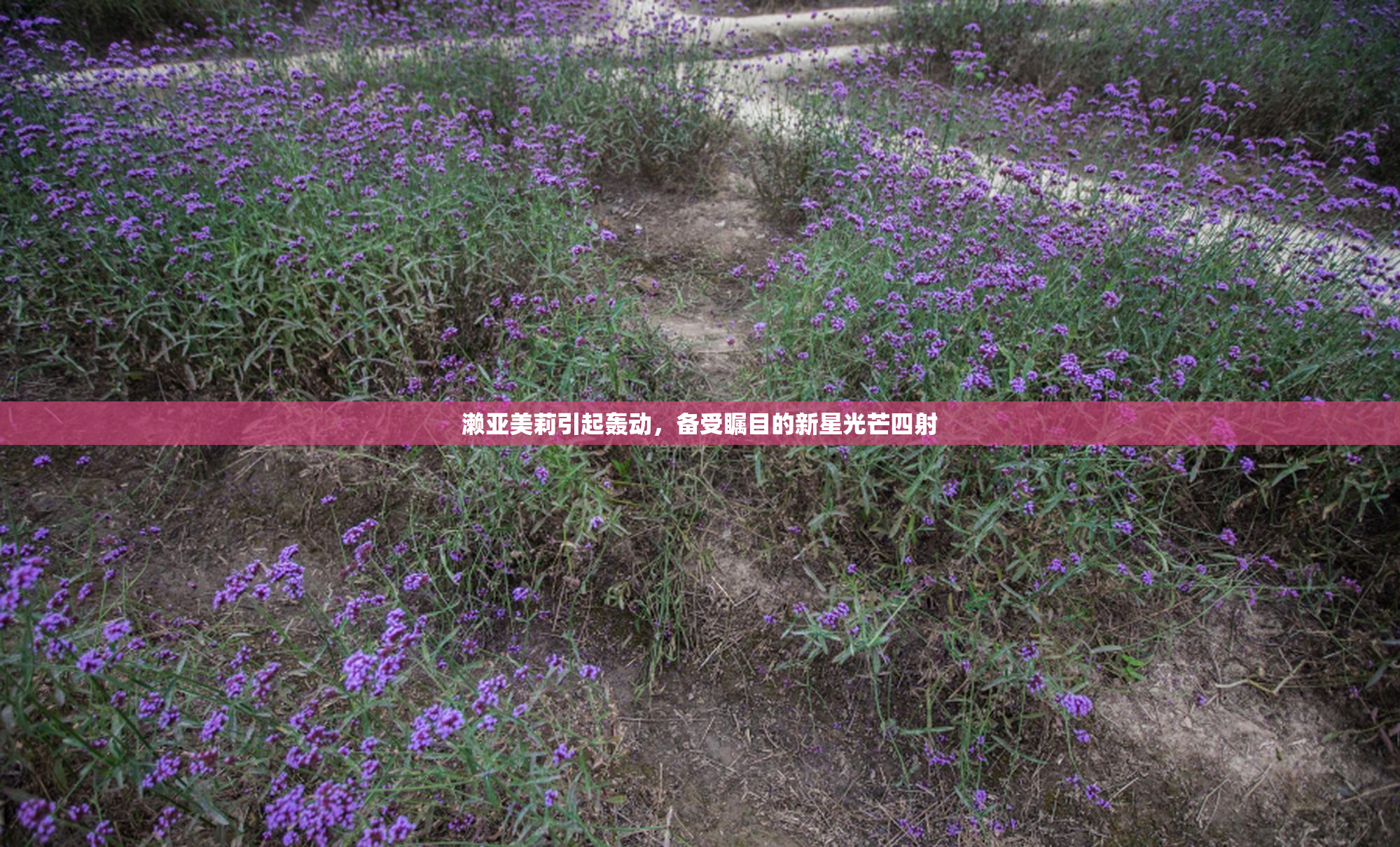 濑亚美莉引起轰动，备受瞩目的新星光芒四射