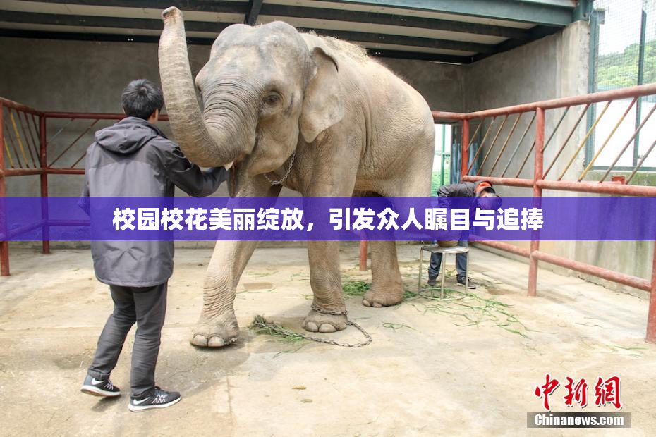 校园校花美丽绽放，引发众人瞩目与追捧