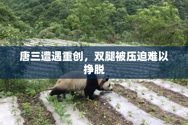 唐三遭遇重创，双腿被压迫难以挣脱