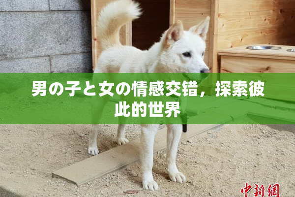 男の子と女の情感交错，探索彼此的世界