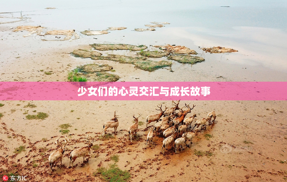 少女们的心灵交汇与成长故事