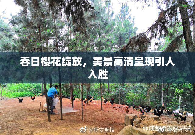 春日樱花绽放，美景高清呈现引人入胜