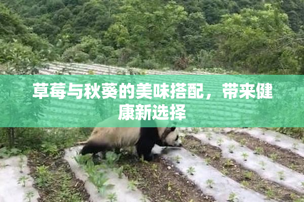 草莓与秋葵的美味搭配，带来健康新选择