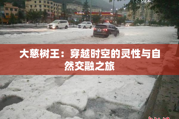 大慈树王：穿越时空的灵性与自然交融之旅