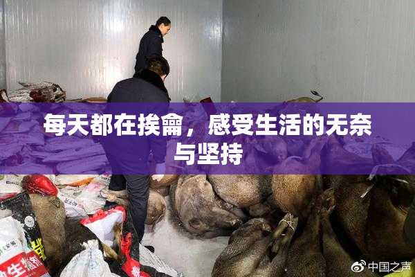 每天都在挨龠，感受生活的无奈与坚持