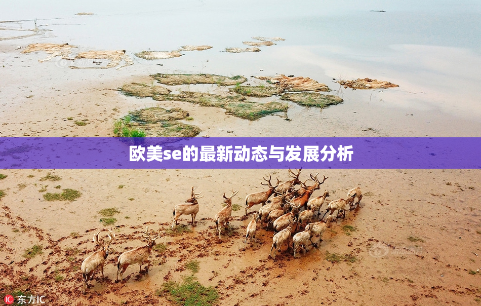 欧美se的最新动态与发展分析