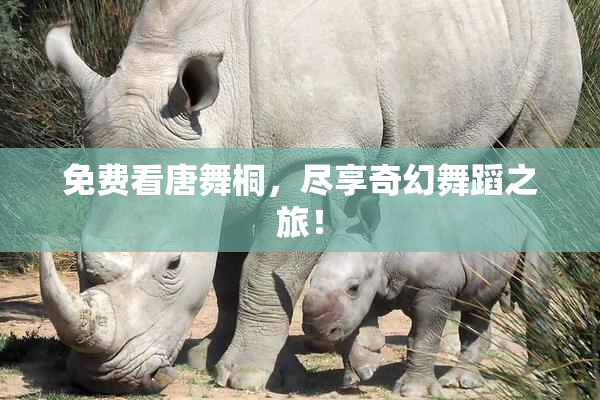 免费看唐舞桐，尽享奇幻舞蹈之旅！