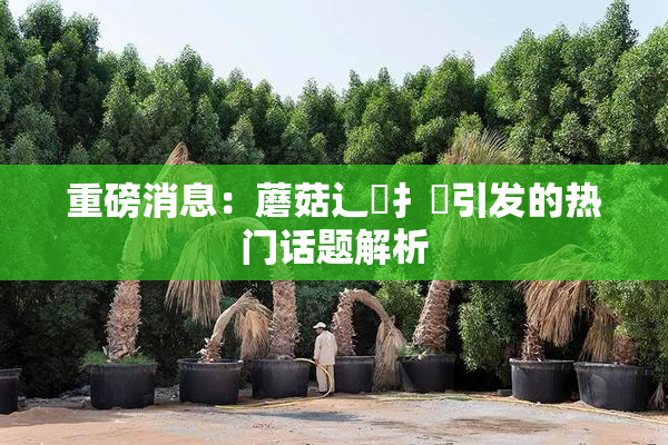重磅消息：蘑菇辶喿扌畐引发的热门话题解析