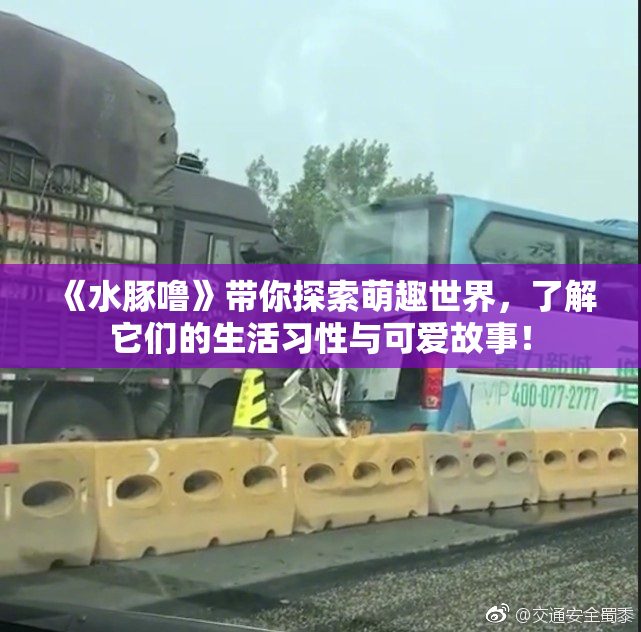 《水豚噜》带你探索萌趣世界，了解它们的生活习性与可爱故事！