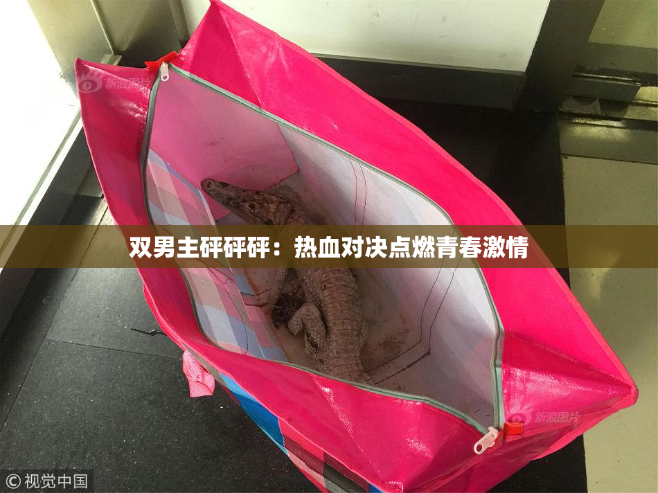 双男主砰砰砰：热血对决点燃青春激情