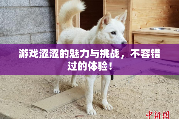 游戏涩涩的魅力与挑战，不容错过的体验！
