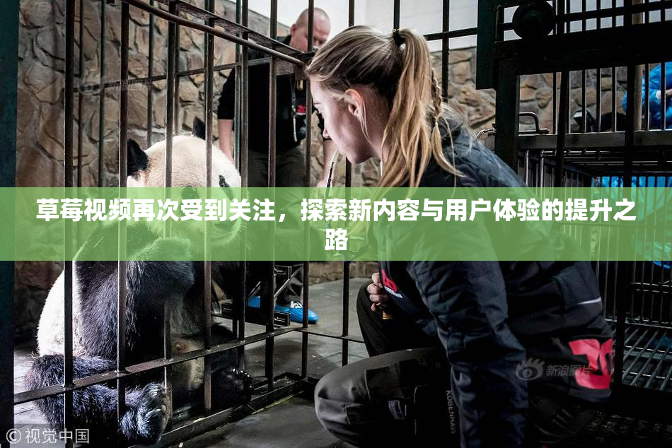 草莓视频再次受到关注，探索新内容与用户体验的提升之路