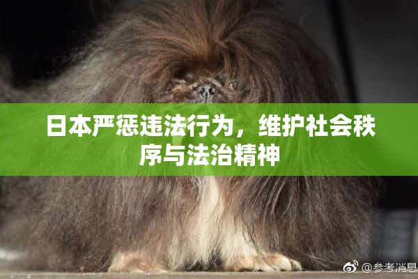 日本严惩违法行为，维护社会秩序与法治精神