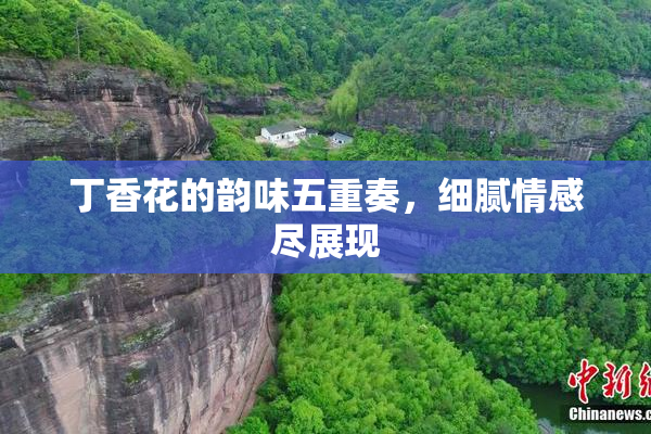 丁香花的韵味五重奏，细腻情感尽展现