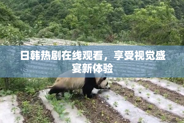 日韩热剧在线观看，享受视觉盛宴新体验