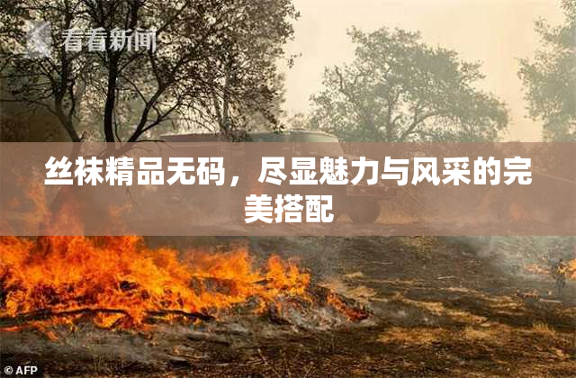 丝袜精品无码，尽显魅力与风采的完美搭配