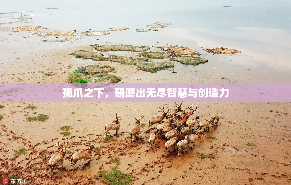孤爪之下，研磨出无尽智慧与创造力