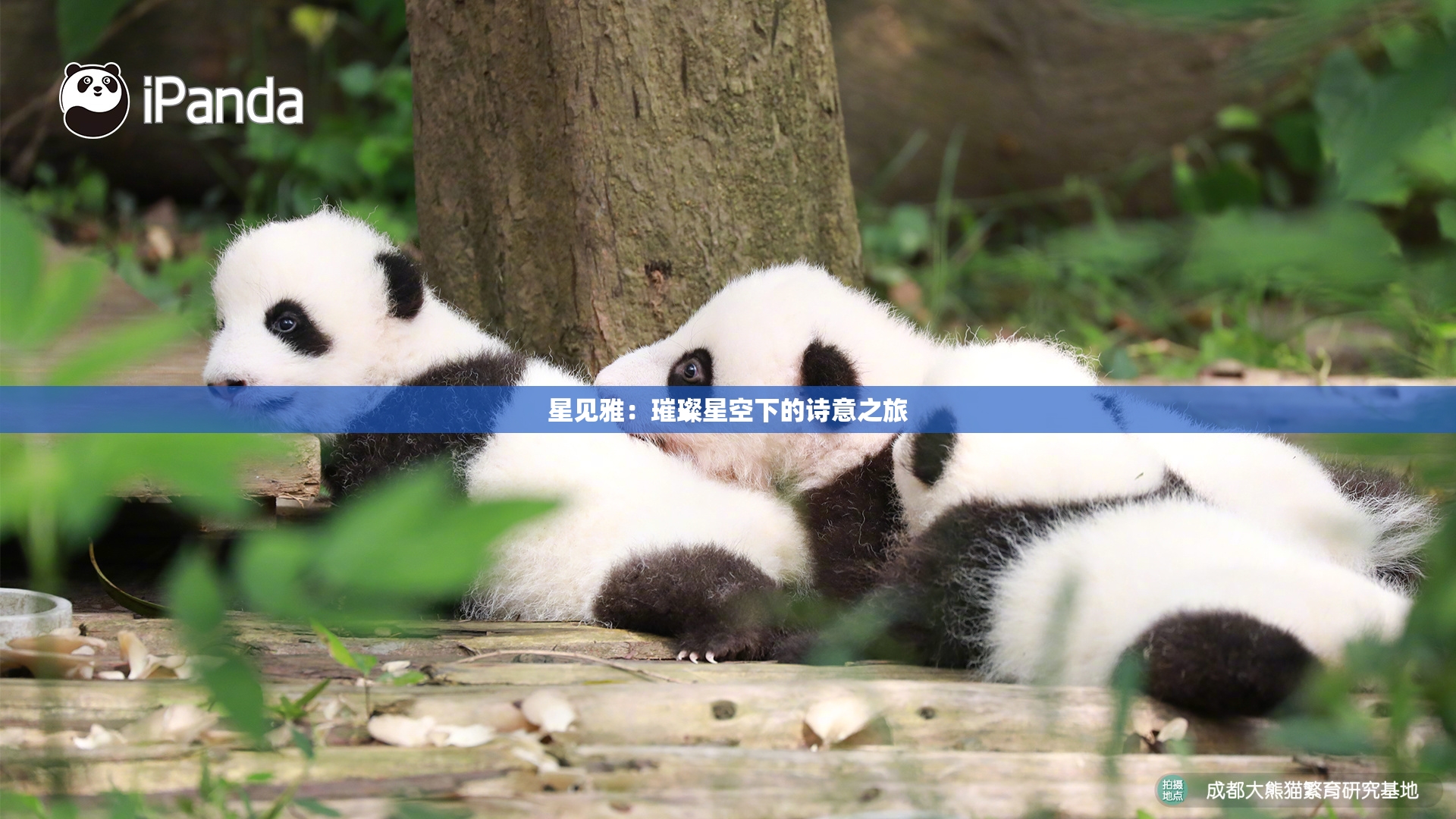 星见雅：璀璨星空下的诗意之旅