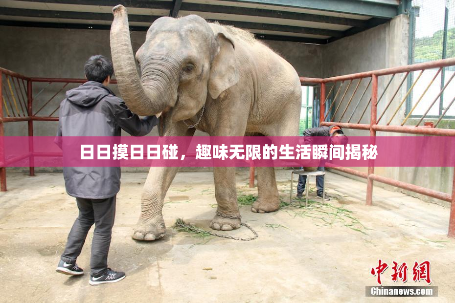 日日摸日日碰，趣味无限的生活瞬间揭秘