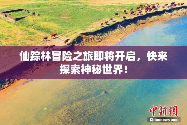 仙踪林冒险之旅即将开启，快来探索神秘世界！