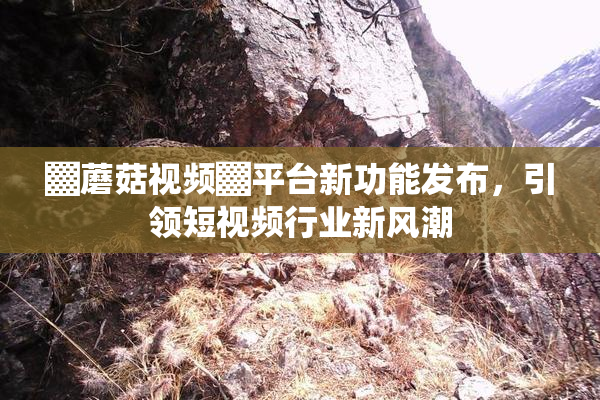 ▓蘑菇视频▓平台新功能发布，引领短视频行业新风潮