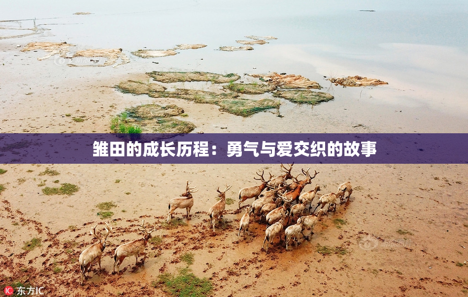 雏田的成长历程：勇气与爱交织的故事